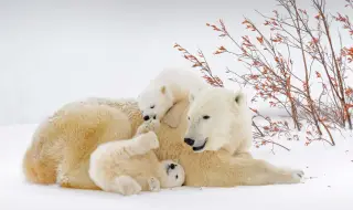 Рядкост в природата: Полярна мечка осинови чуждо мече 