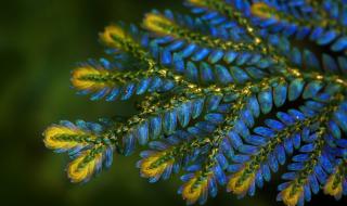 Светещи растения - бъдещето на осветлението (ВИДЕО)