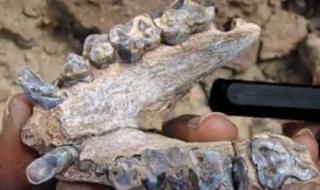 Откриха зъб на прачовек на 7 млн. години край Чирпан