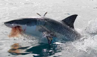 Бяла акула разкъса мъртъв кит пред погледа на туристи (ВИДЕО)