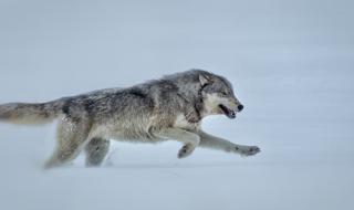 Черпят най-храбрите и смели имена