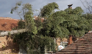 5 квартала на София без ток, заради паднало от вятъра дърво