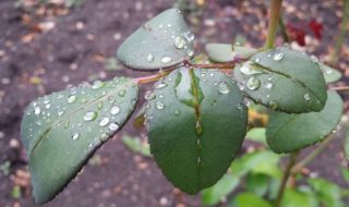 Времето днес, прогноза за понеделник, 8 май: Слънчево утро, заоблачане към обяд