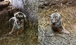 Бенгалски тигър се роди за пръв път в Зоопарка в Стара Загора (СНИМКИ)