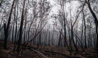 Австралия губи милиарди заради пожарите