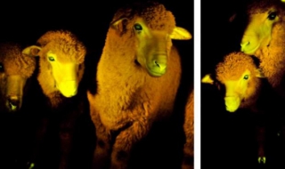 Създадоха светещи ГМО овце