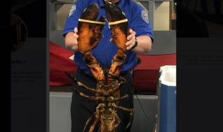 Огромен жив омар скрит в пътнически багаж (СНИМКА)