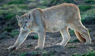 Свободно разхождаща се пума уплаши жителите на квартал в Сан Франциско (ВИДЕО)