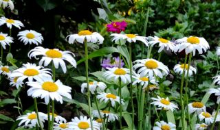 Времето днес, прогноза за петък, 19 май: Слънчево, развитие на купеста облачност следобед