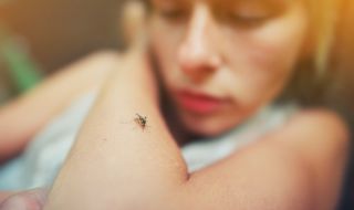 Как да откриете комара в спалнята за секунда