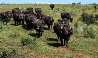 Разярен бивол премаза пастира си