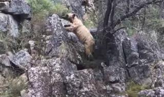 Мечка едвам се спаси от удавяне (ВИДЕО)