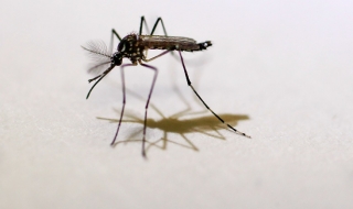 Важен съвет към австралийските олимпийци заради Зика