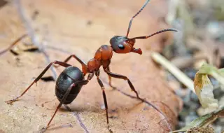 Мравки произвеждат животоспасяващи антибиотици за лечение на инфектирани рани