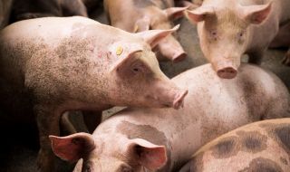Епидемия от чума по свинете