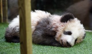 Стотици присъстваха на изпращането в Китай на първата панда, родена във Франция (ВИДЕО+СНИМКИ)