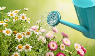С какво да поливаме цветята за гарантиран цъфтеж?