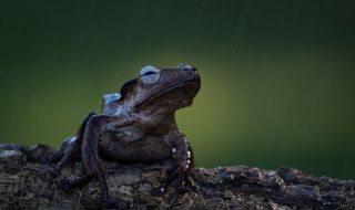 Откриха жаба с нос като на тапир в Перу