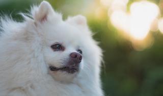 Почина първото куче с коронавирус в света