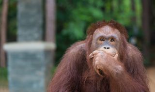 Учени откриха удивителна способност на орангутаните