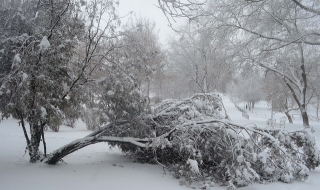 Дебелият сняг е предпоставка за добра реколта