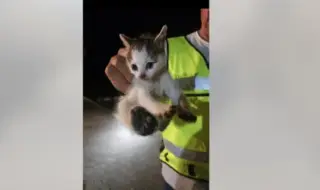 Спасиха коте, паднало в дълбока кабелна шахта с високо напрежение в двора на "Гранична полиция"