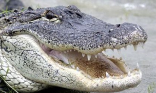 360-килограмов алигатор уплаши хората в Хюстън