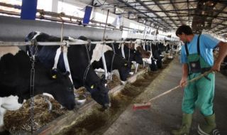 Животновъди искат мерки за излизане от кризата