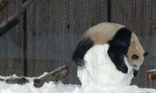 Панда си намери нов приятел – снежен човек (ВИДЕО)