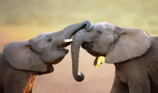 Как се поздравяват слоновете?