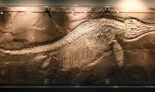 Откриха фосили на голям хищен динозавър под Еверест (СНИМКИ)