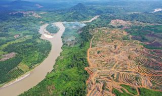 ЕС е един от най-големите унищожители на тропически гори