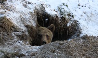 12 случая на щети от мечки в Родопите през април