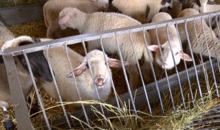 Съмнителни яйца от Полша и агнешко от Северна Македония заливат родния пазар преди Великден