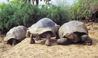 Изчезнали преди 150 години гигантски костенурки отново заселиха Галапагоския архипелаг (ВИДЕО)