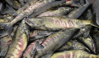 Камион със сьомга се преобърна в Аляска