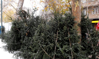 Магистрална полиция иззе над 200 елхи при спецакция