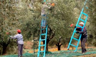 Гърция търси сезонни работници