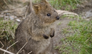 Нападение или опит за прегръдка?