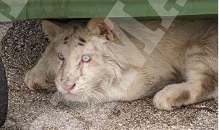 Откриха бяло тигърче, захвърлено до кофа с боклук в Атина (ВИДЕО)
