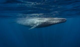 Син кит шокира Червено море (ВИДЕО)