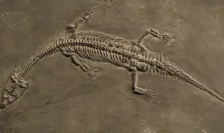 Уникално! Откриха цял скелет на динозавър, заедно с люспи, в Швейцария