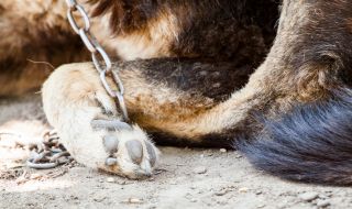 Садизъм: Откриха оковано куче край София