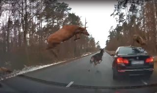 Стадо елени повреди сериозно BMW на горски път (ВИДЕО)