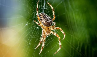 Учени: Паяците са полезни за човешкото здраве