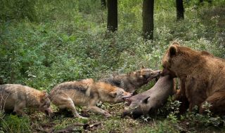 Мечки и вълци в битка за храна и бърлоги в Стара Планина