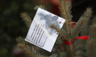 17 000 живи елхи са на пазара за Коледа