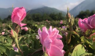В Розовата долина започна традиционният празник на маслодайното цвете