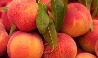 Първите български кайсии и праскови вече са на пазара