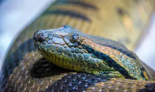 Учени откриха най-голямата змия в света в Амазонка (ВИДЕО)